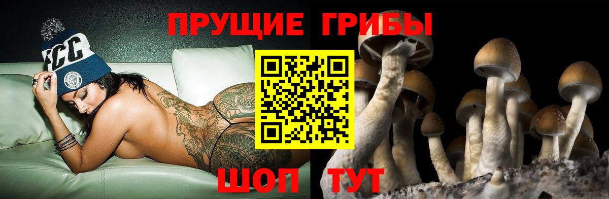 Псилоцибиновые грибы Psilocybe Вязники